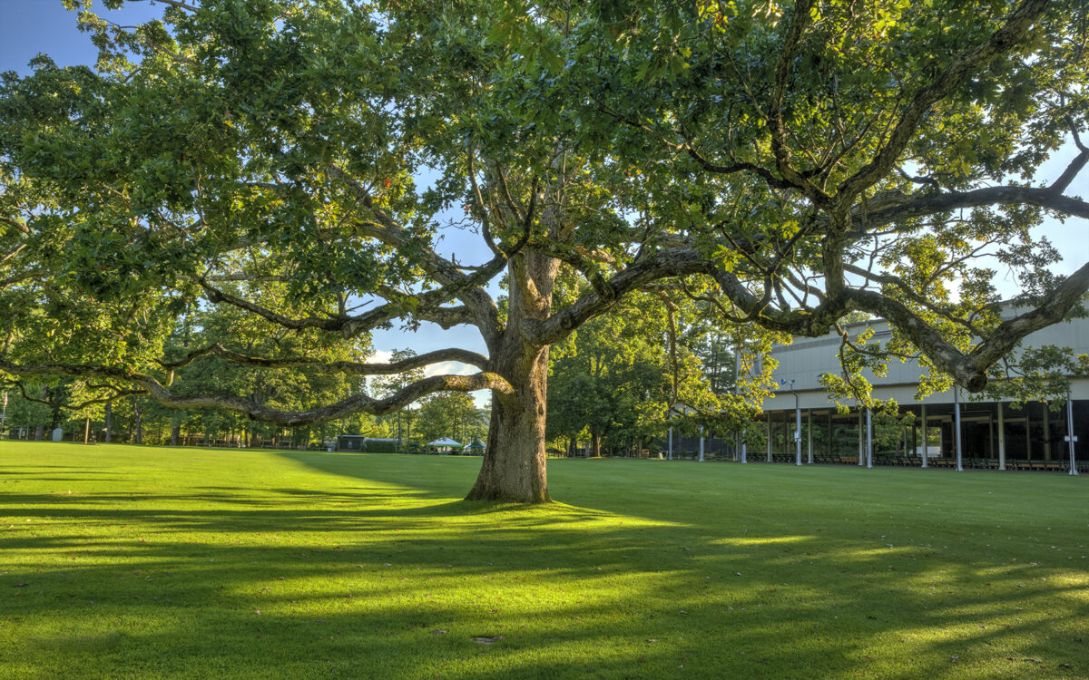 Tanglewood | Bso